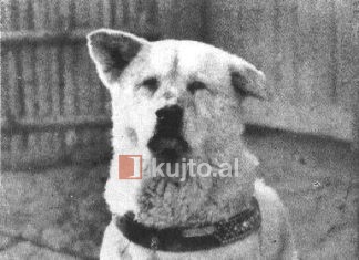 Historitë e kafshëve në burgjet e diktaturës, miqtë besnikë të të dënuarve